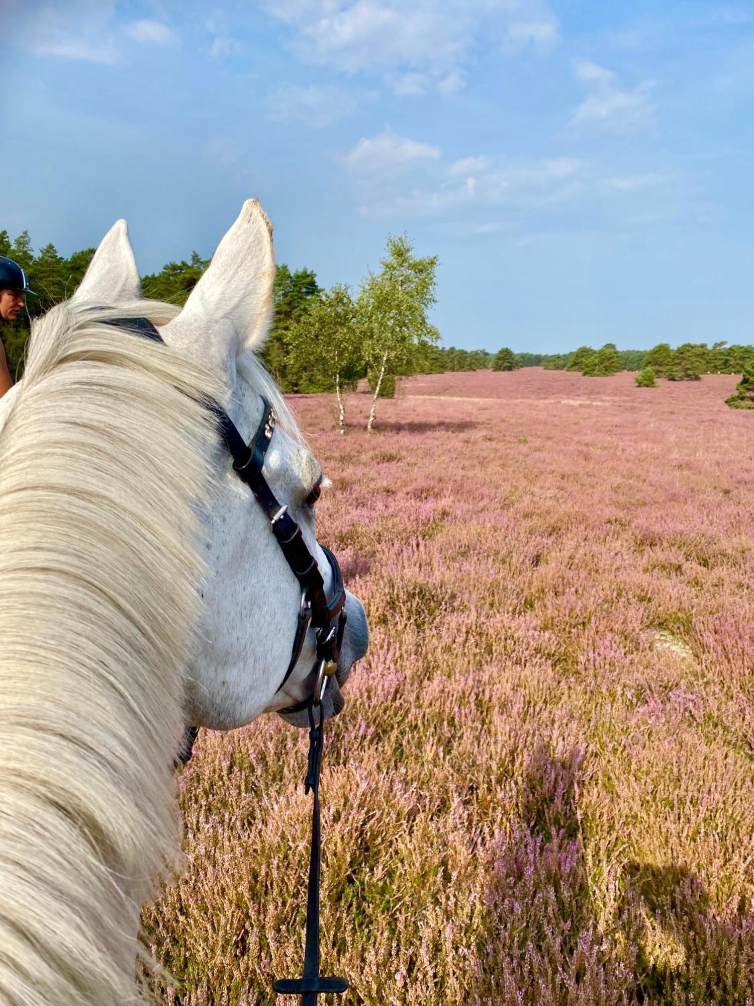 Heidegut Eschede Reitsportanlage Und Feriendorf Luaran gambar