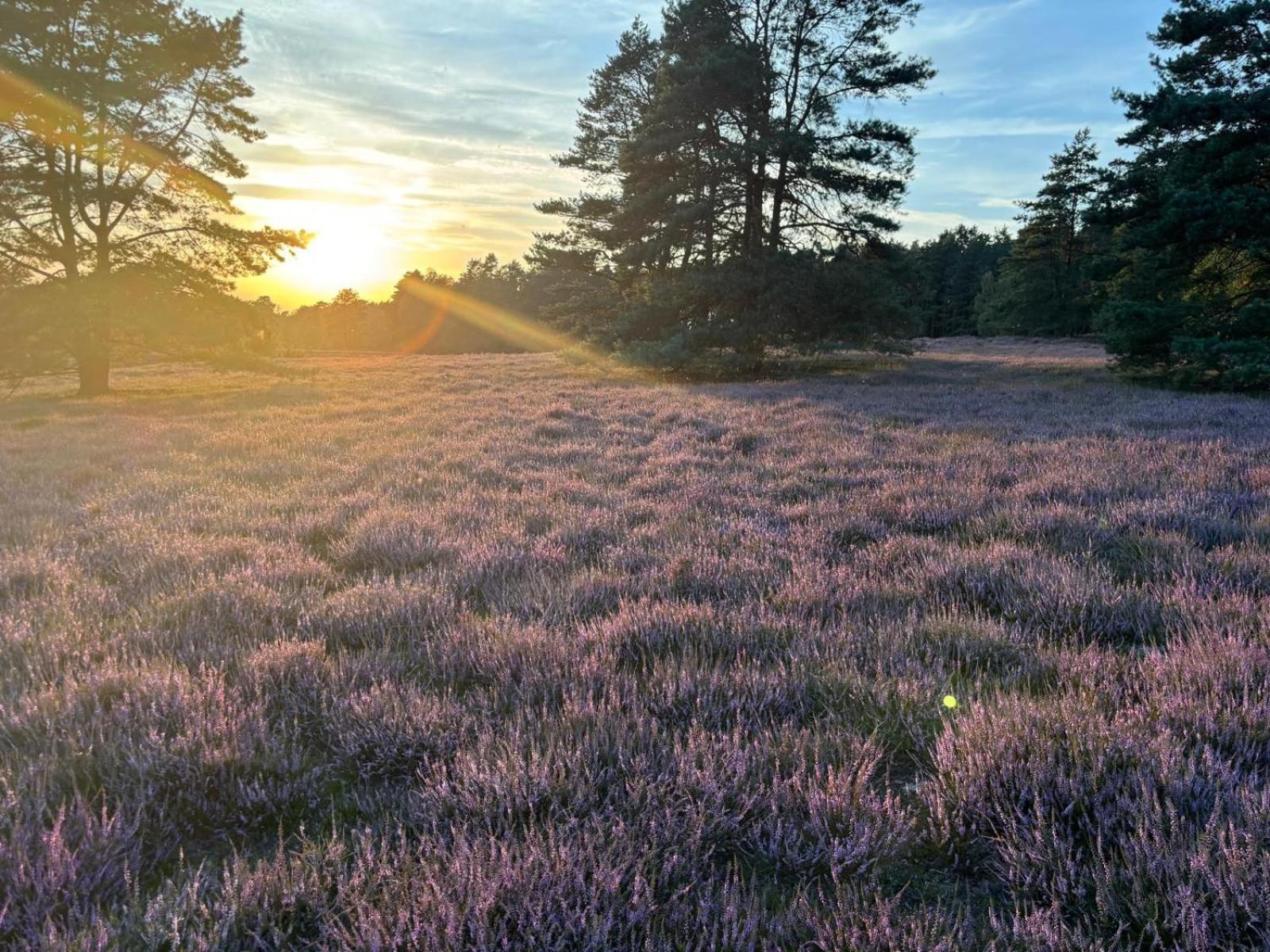 Heidegut Eschede Reitsportanlage Und Feriendorf Luaran gambar